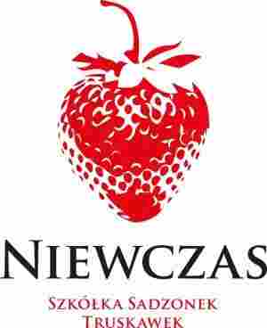 Niewczas Szkółka Sadzonek Truskawek